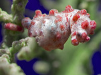 Previous